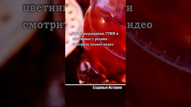 Витаминный напиток из ГУМИ и ЯГОД #садсвоимируками