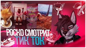 🐺 Роско кринжует с видео в TikTok