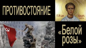Противостояние «Белой розы», 2016 год