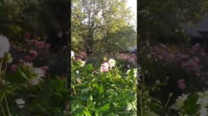 Париж. Парк Флорал. Сад цветов. Paris.  Parc Floral.  Jardin de fleurs.