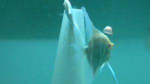 Скалярия Дантум Альбино - нерест