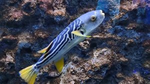 МОСКОВСКИЙ ЗООПАРК ДЕНЬ СЧАСТЬЯ И НОСТАЛЬГИИ ВИДЕОРЕПОРТАЖ МОСКОВИТ TV-MIX