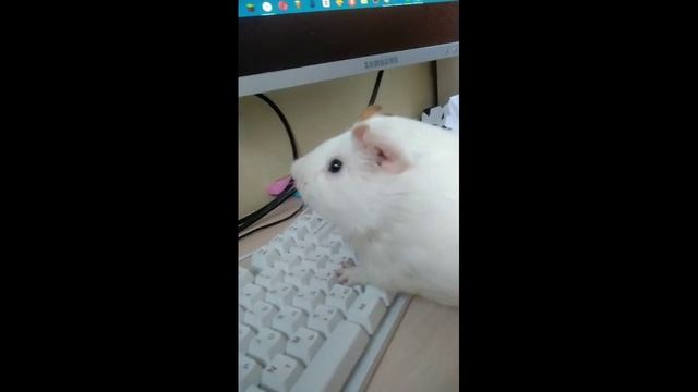 ЯША ВЗЛОМАЛ ПЕНТАГОН! смотреть онлайн