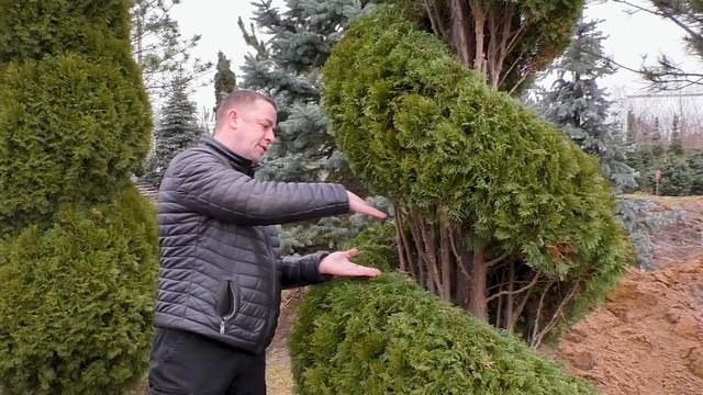 5м. Спираль из туи от эксперта. мастер - класс по стрижке, туя смарагд обрезка и формирование туи