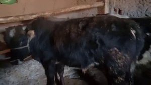 Н 4 видео Мол бокиш бизнесидан 3 ойда 8000 сомонй соф фойда