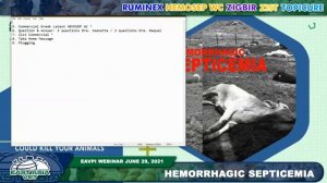 EAVPI Webinar: Hemorrhagic Septicemia Disease discussed by Dr. Flor Marie Immanuelle Pilapil- Amant