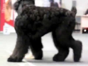 моно 22.04.2017Промежуточный класс кобель Самросс Манифест Жизни