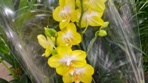 "ФЛОРА ГРУПП" (7В) НОВЫЙ ЗАВОЗ ОРХИДЕЙ И ДРУГИХ РАСТЕНИЙ😍