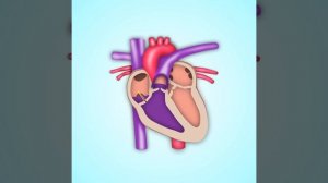 Как работает сердце