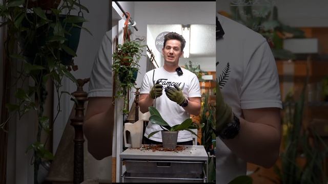 What orchid method do you prefer? #orchids #houseplants смотреть онлайн