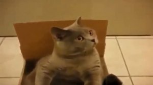 Видео про грустных котов