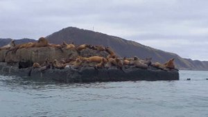 Остров Сахалин, Город Невельск ,Сивучи ,   брикватр