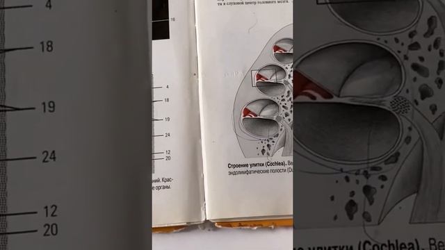 Орган слуха и равновесия Внутренне ухо анатомия Улитковый проток смотреть онлайн