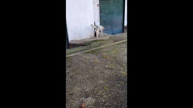 A.M.P.A. - LIBERAZIONE #9321 смотреть онлайн