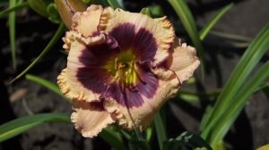 лилейник Crystal Pinot