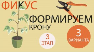 №79. Фикус Бенджамина. Формируем 3 вида кроны. Этап 3. Пересадка и легкая обрезка.