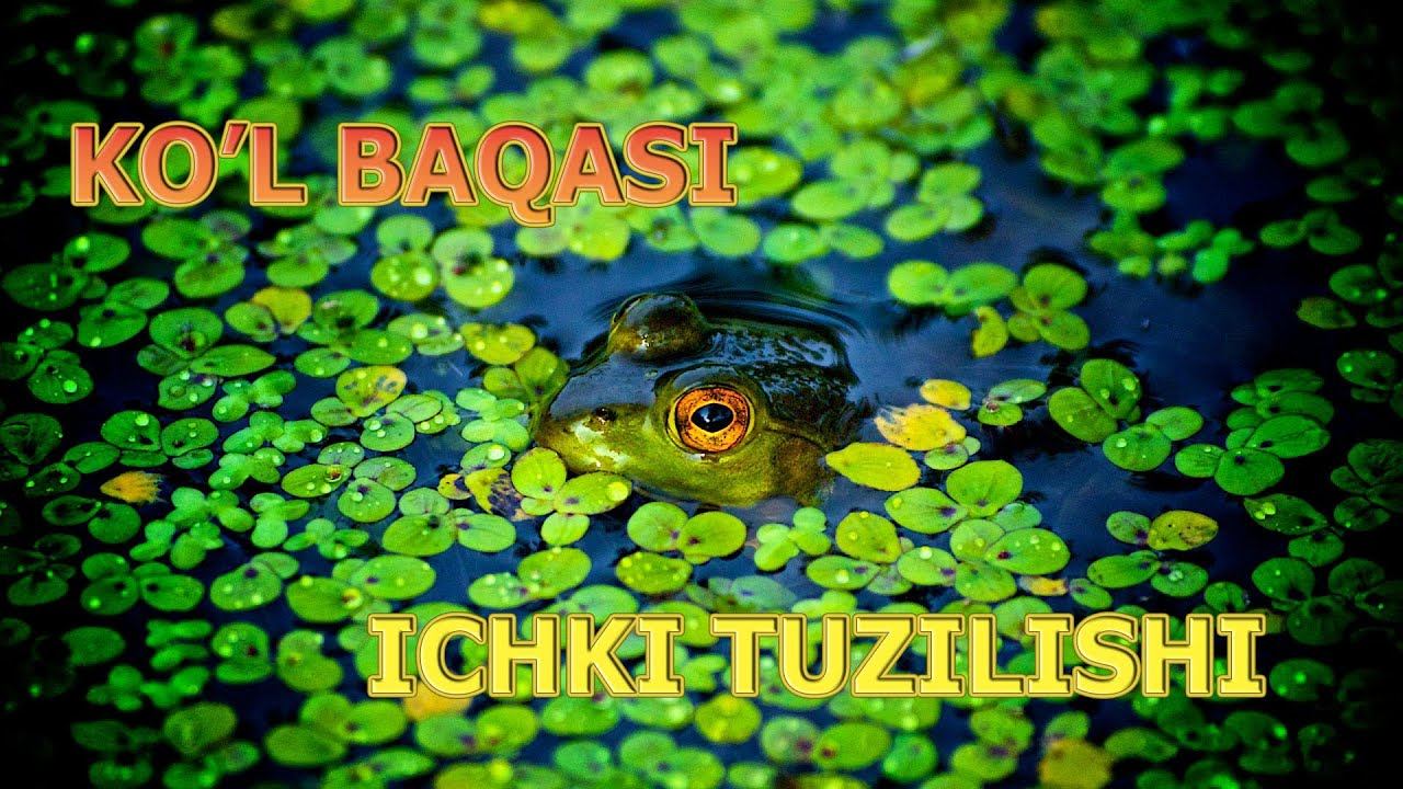 KO'L BAQASINING ICHKI TUZILISHI | КЎЛ БAҚAСИНИНГ ИЧКИ ТУЗИЛИШИ.