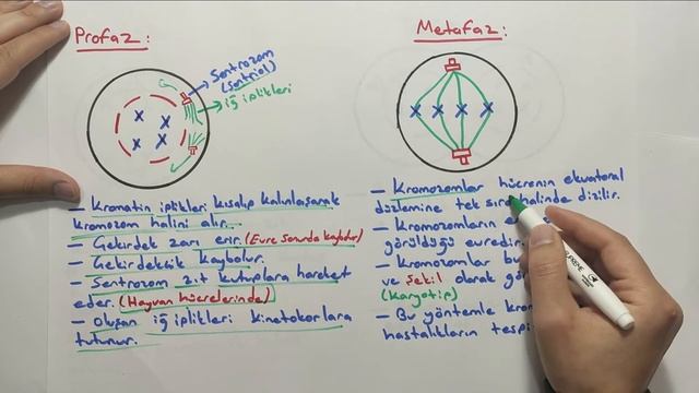 Mitoz Bölünme 2 | TYT | (10.Sınıf) смотреть онлайн