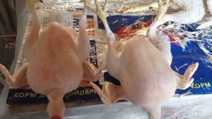 ЗЕЛЁНАЯ ГРУДКА💚ЗАБОЙ КУРЕЙ И ОЩИП ПЕРА. ИСТОРИИ, ДЕЛИМСЯ ОПЫТОМ!?🐔🐔🐔