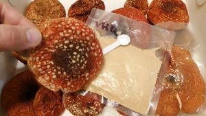 Выходим из депрессии микродозингом красных мухоморов