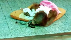 детеныш орангутана