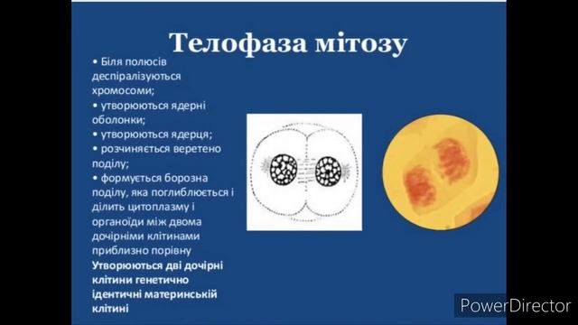 Ріст та розмноження клітини. Біологія 6 клас. смотреть онлайн