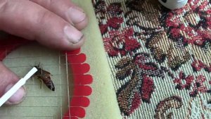 Помечаю пчелиные матки, обрезаю часть крыла