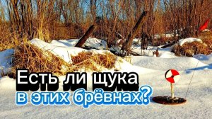 Поставил жерлицы в брёвнах. Есть там ЩУКА или нет?