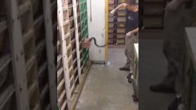 Змеи🐍 смотреть онлайн