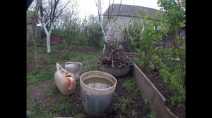 Весенняя натуральная подкормка деревьев: настой куриного помета и зола