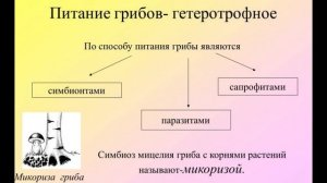 Биология 5-6 кл.  аудио Параграф 23 " Царство грибы" (Пасечник)