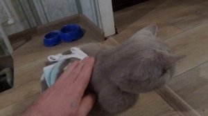 Пятый день после стерилизации кошки.