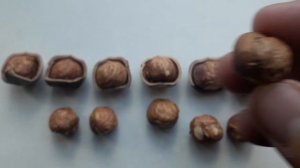 Фундук Кавказ (Морозівський). Вихід ядра.