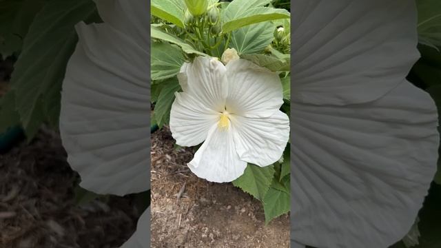 First “White Dinner Plate” hardy hibiscus flower of 2022🎉🎉🎉 смотреть онлайн