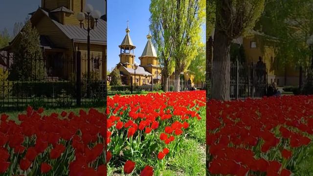 Белгород, парк Южный. Belgorod, Yuzhny Park. #белгород  #цветы  #belgorod  #flowers #park #spring
