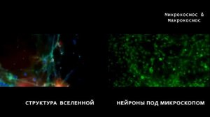 Микрокосм Макрокосм. По образу и подобию!