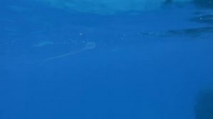 Кубомедуза. Иox jellyfish Сarybdea marsupialis