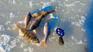 ЖЕРЛИЦЫ-БЕЗМОТЫЛКА. 2024-2025.