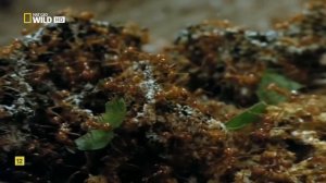 PERU SALVAJE - Documental Naturaleza HD 1080p - Grandes Documentales