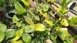 Лимон Мейра после листопада, растим урожай