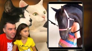 СМОТРИ ЛУЧШИЕ СМЕШНЫЕ КОТЫ и СОБАКИ! НЕ ЗАСМЕЙСЯ ЧЕЛЛЕНДЖ! Funny Cats Попробуй не смеяться Валеришк