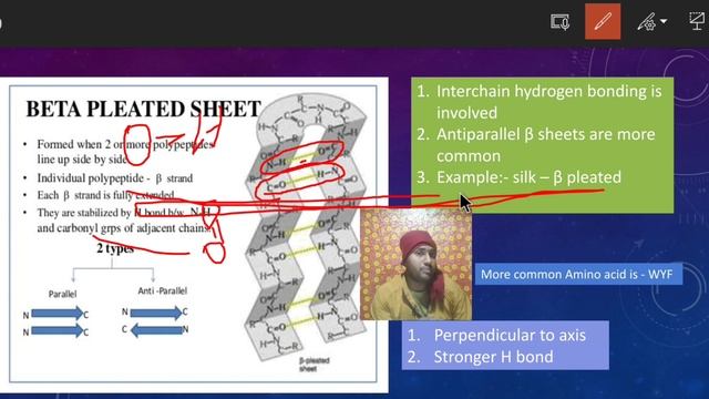 Beta sheets protein | Secondary structure of protein| beta sheets structure by vikrant sir