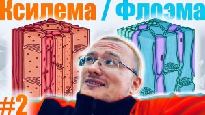 Ксилема и Флоэма | Строение и функции 🌱 Понятный разбор