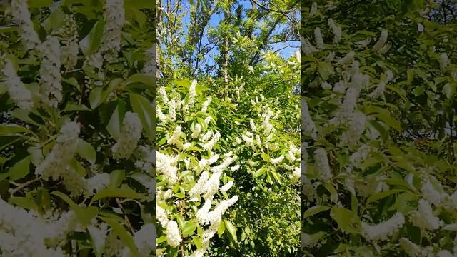 Черёмуха позднецветущая или черёмуха чёрная.
