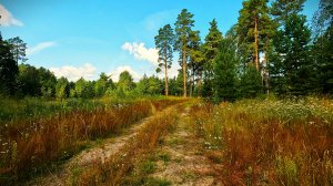 УЕХАЛ В ЛЕС ЗА ГРИБАМИ. БЕЛЫЕ. ПОДОСИНОВИКИ