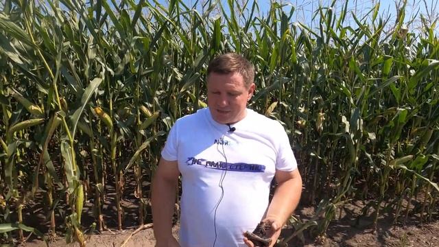 Результати внесення Біонорма Деструктор на кукурудзі