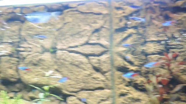 Рыбки в аквариуме смотреть онлайн