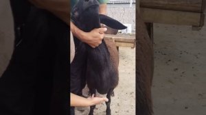 куйни касал ва согломлигин кандай билса булади