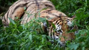Виртуальное путешествие к Международному дню тигра - «Знакомьтесь – тигр!»