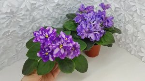 Фиалки МТ-Свет Кометы и ВаТ-Инопланетянин